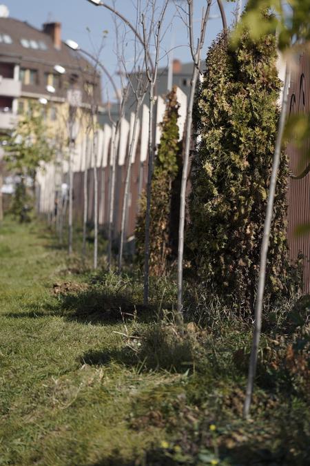 11. Making the Students Center in Pristina Greener: Tree Planting Initiative by EULEX and “Keep it Green”